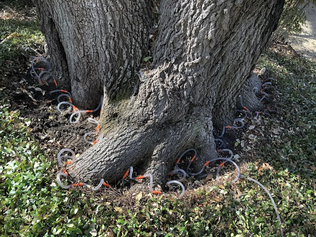 Detailed Tree Cabling and Bracing job site in Harvard