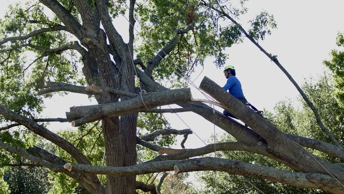 Professional Hazardous Tree Removal performed by certified arborists in Harvard
