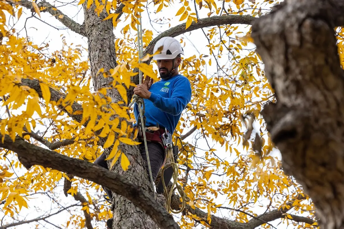 Skilled Storm Damage Cleanup crew working in Harvard